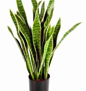 sansevieria